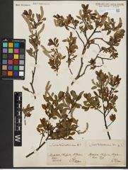 Foto von Salix waldsteiniana Willd.